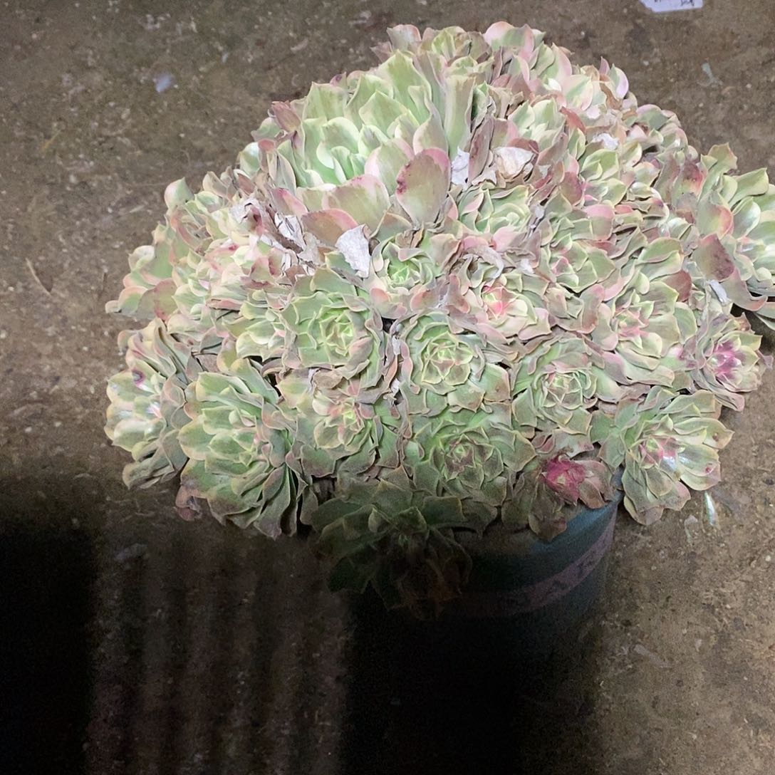 多肉植物十四号男神