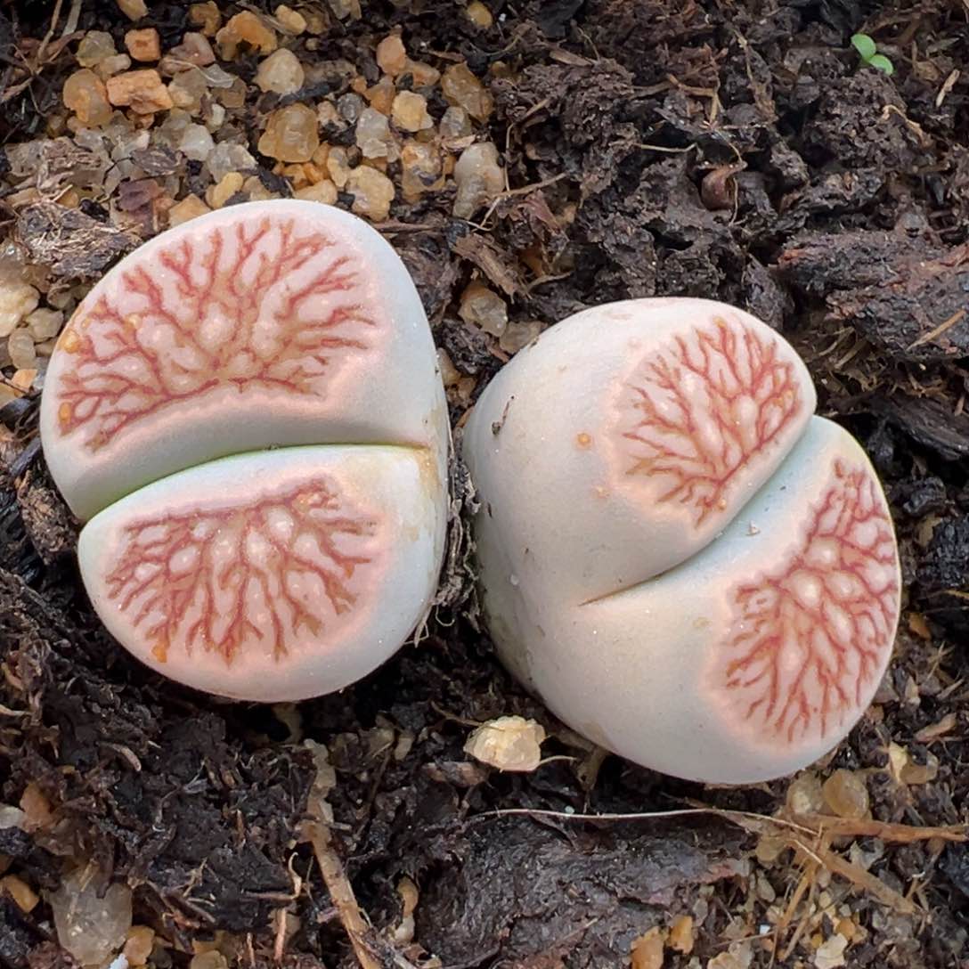 1.16好看的多肉206