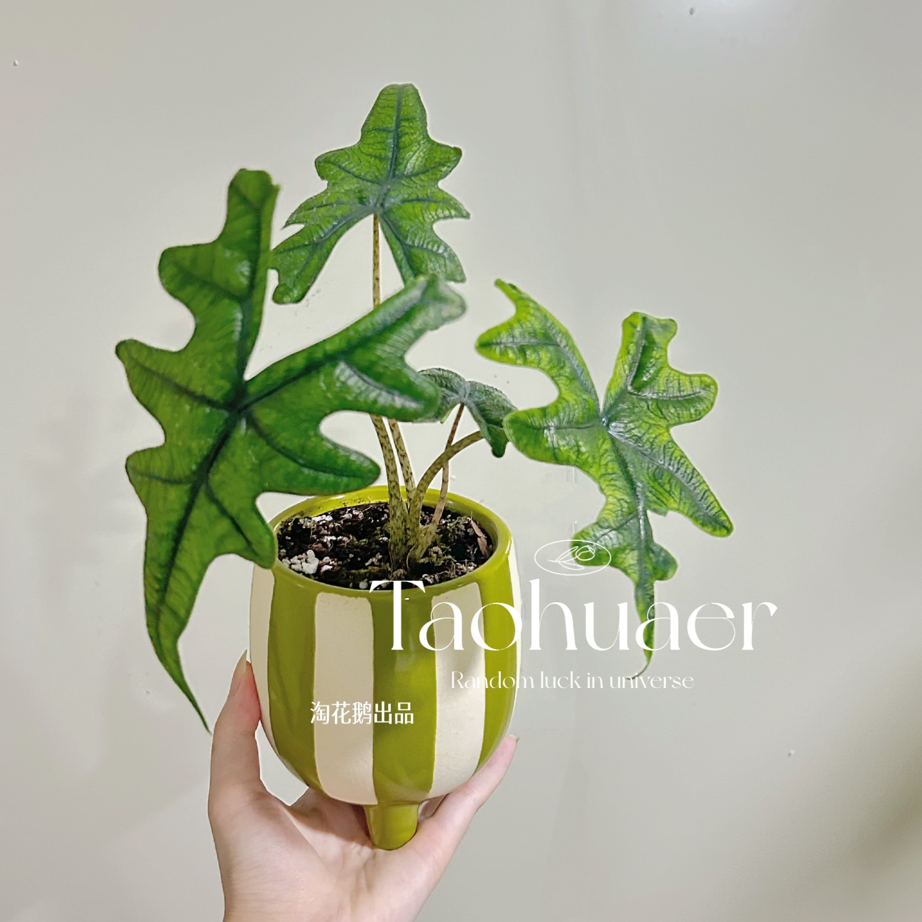 杰克琳海芋杰克林 Alocasia Jacklin观叶原种进口热植 高级感小众