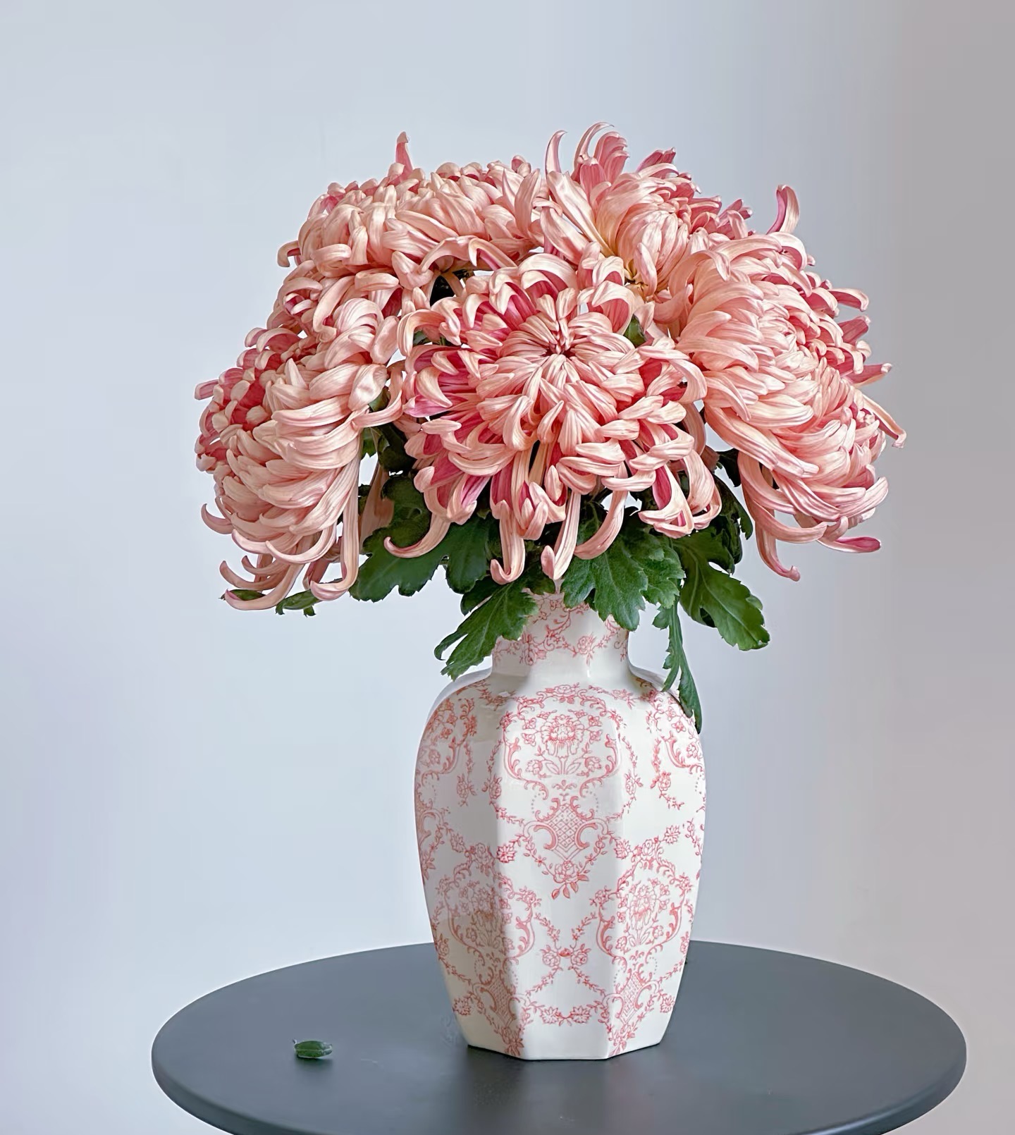 弈征农业【国风大菊】维也纳、暮雪、珠玉云南产地直发 | 新鲜采摘