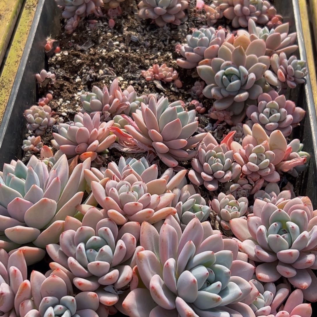 302多肉葡领导人物库资料