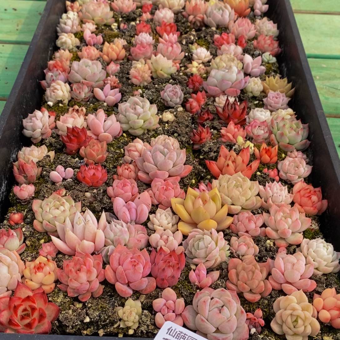 127多肉植物保护研究所所长助理