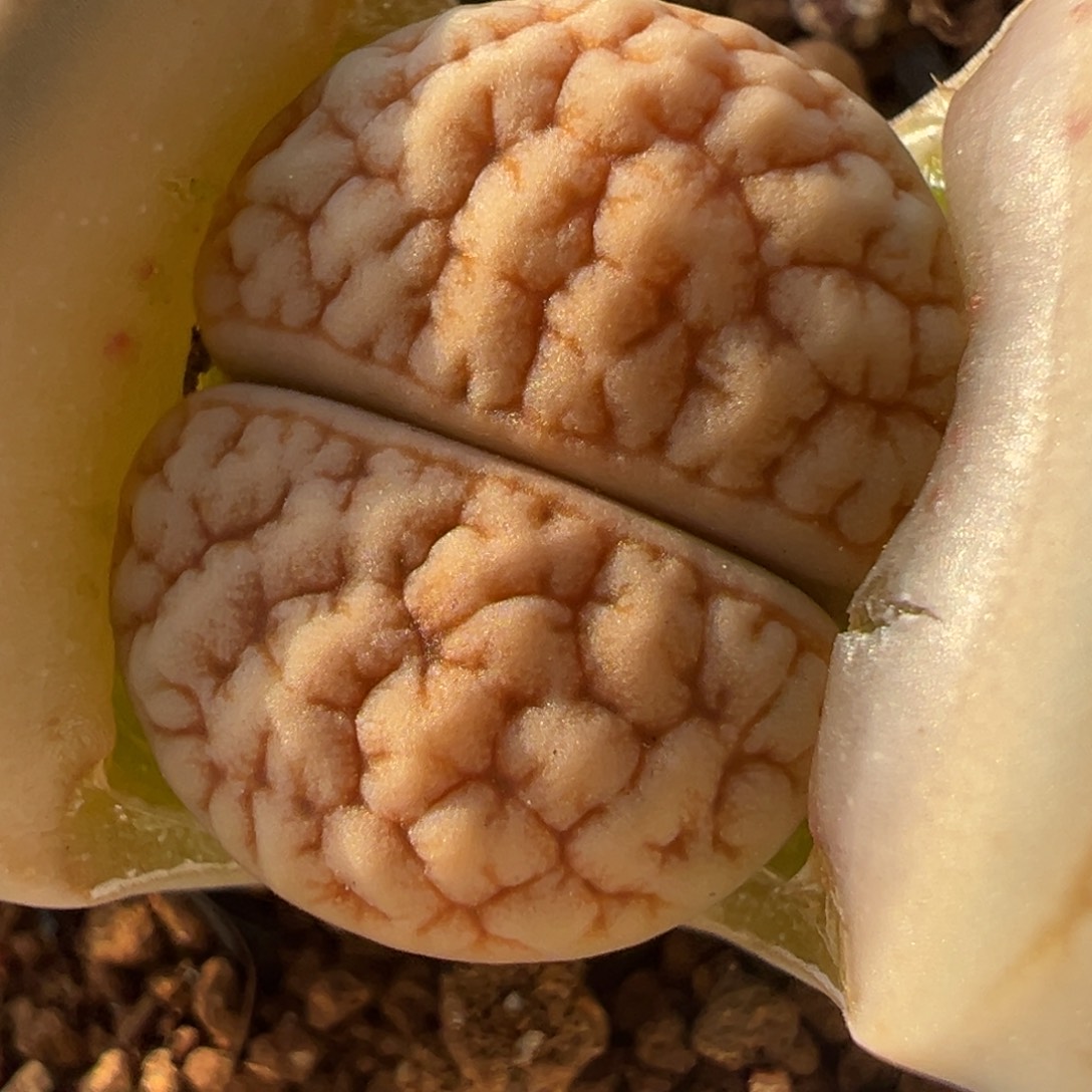 脑花c189荒玉多肉植物百科