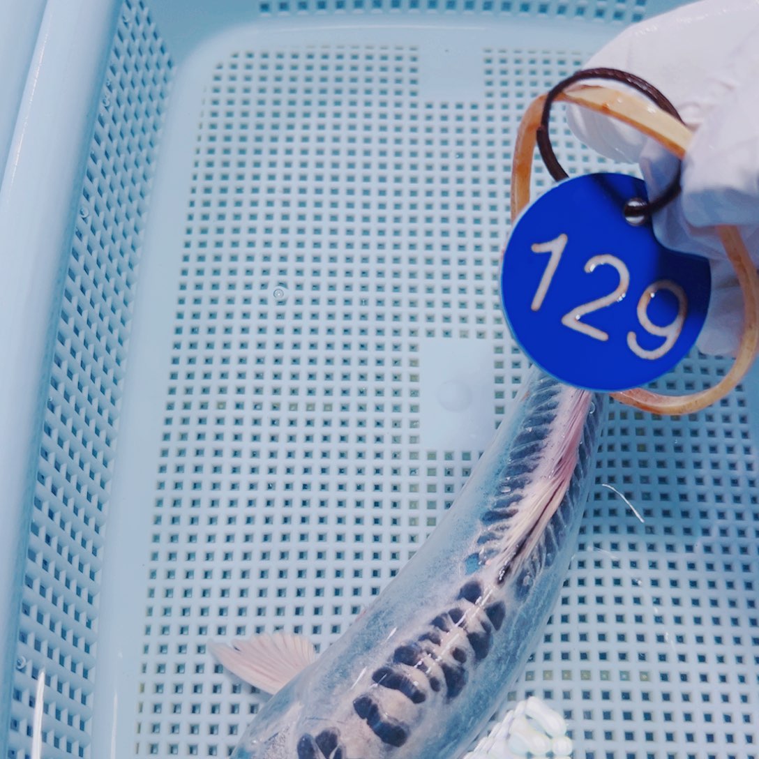 锦鲤锦鲤观赏鱼冷水129