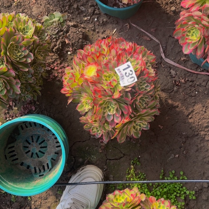 海王花27-13包邮花花