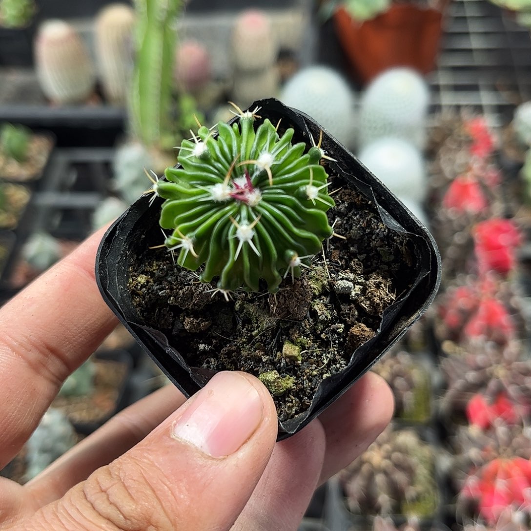 辛巴克单头发货单头仙人球