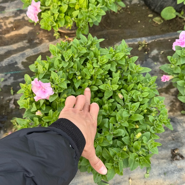 重瓣樱花粉垂吊牵牛大盆 庭院阳台鲜花多色可选