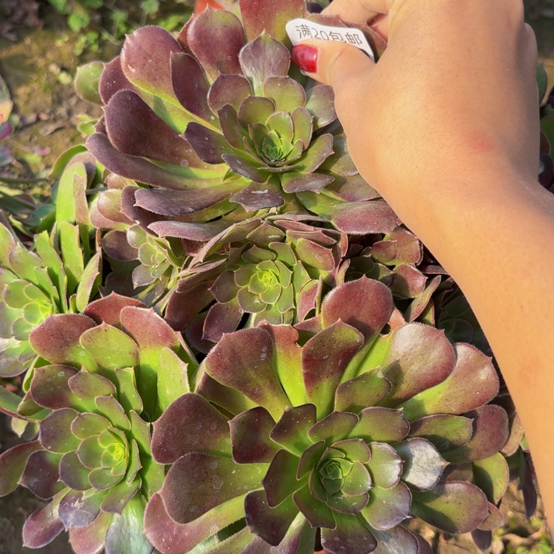 200多肉植物捧花的时候