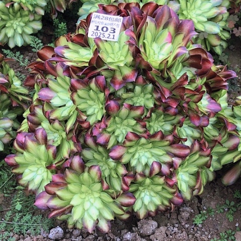 2.1-103韶华多肉植物