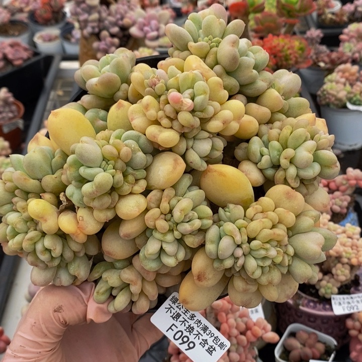 比尔盖茨15cm099多肉植物