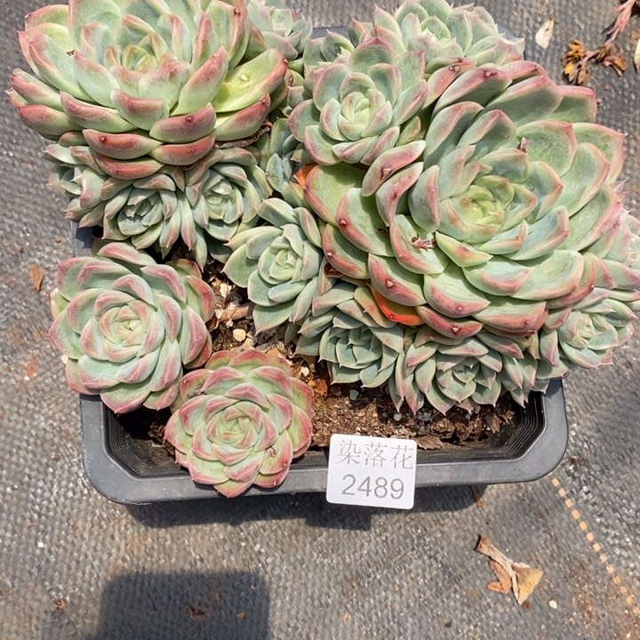 S***o精品多肉植物2489