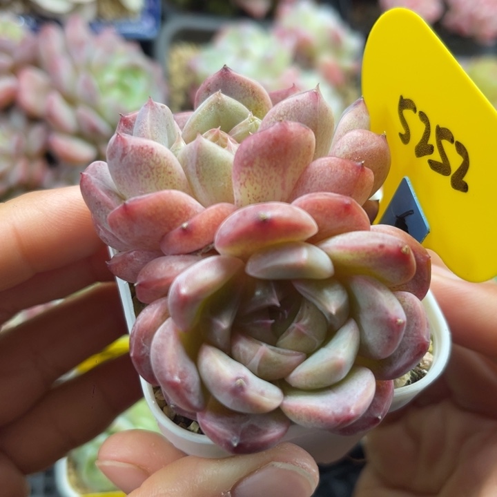 暗纹珍妮双头5252