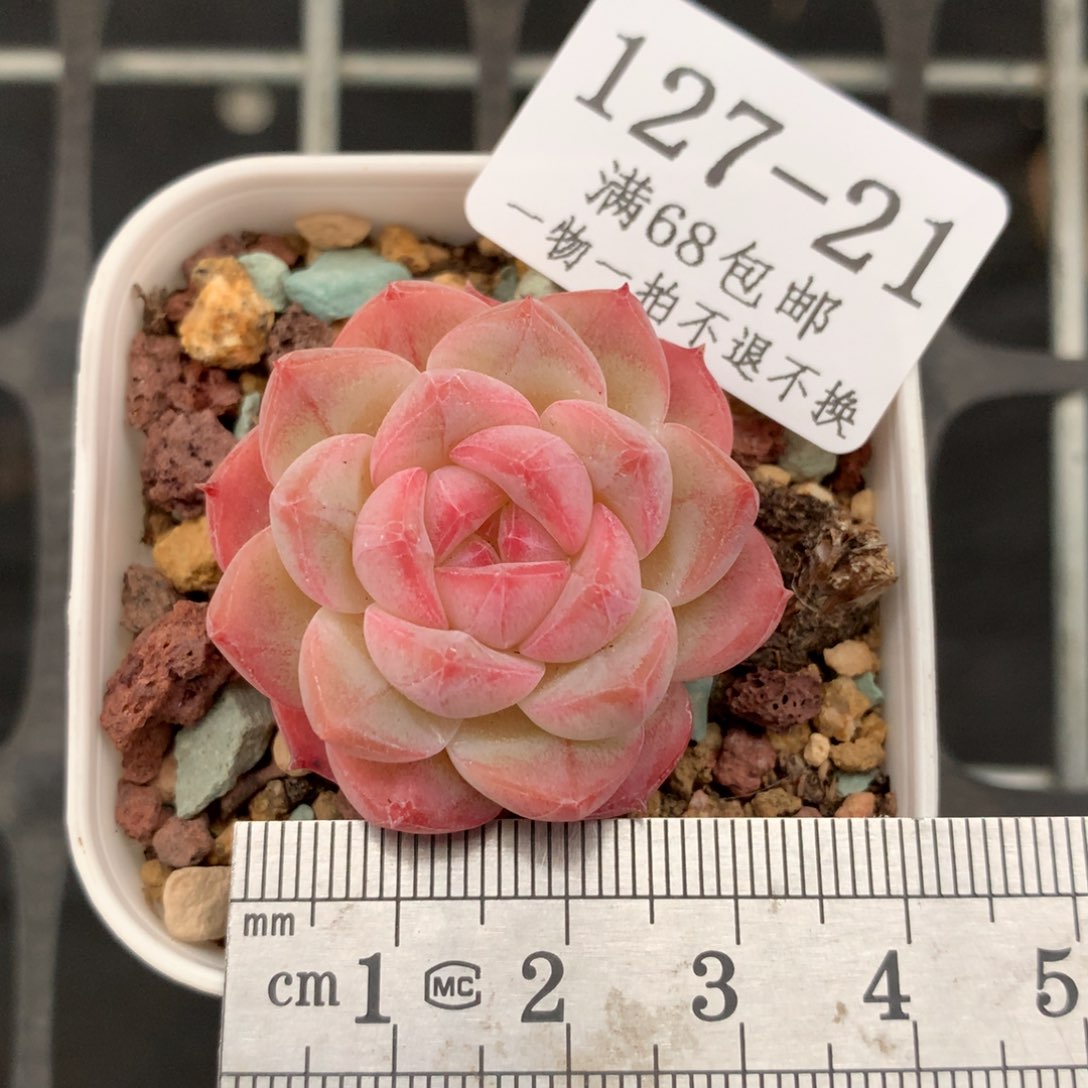 21。白桃汽水。小单头。
