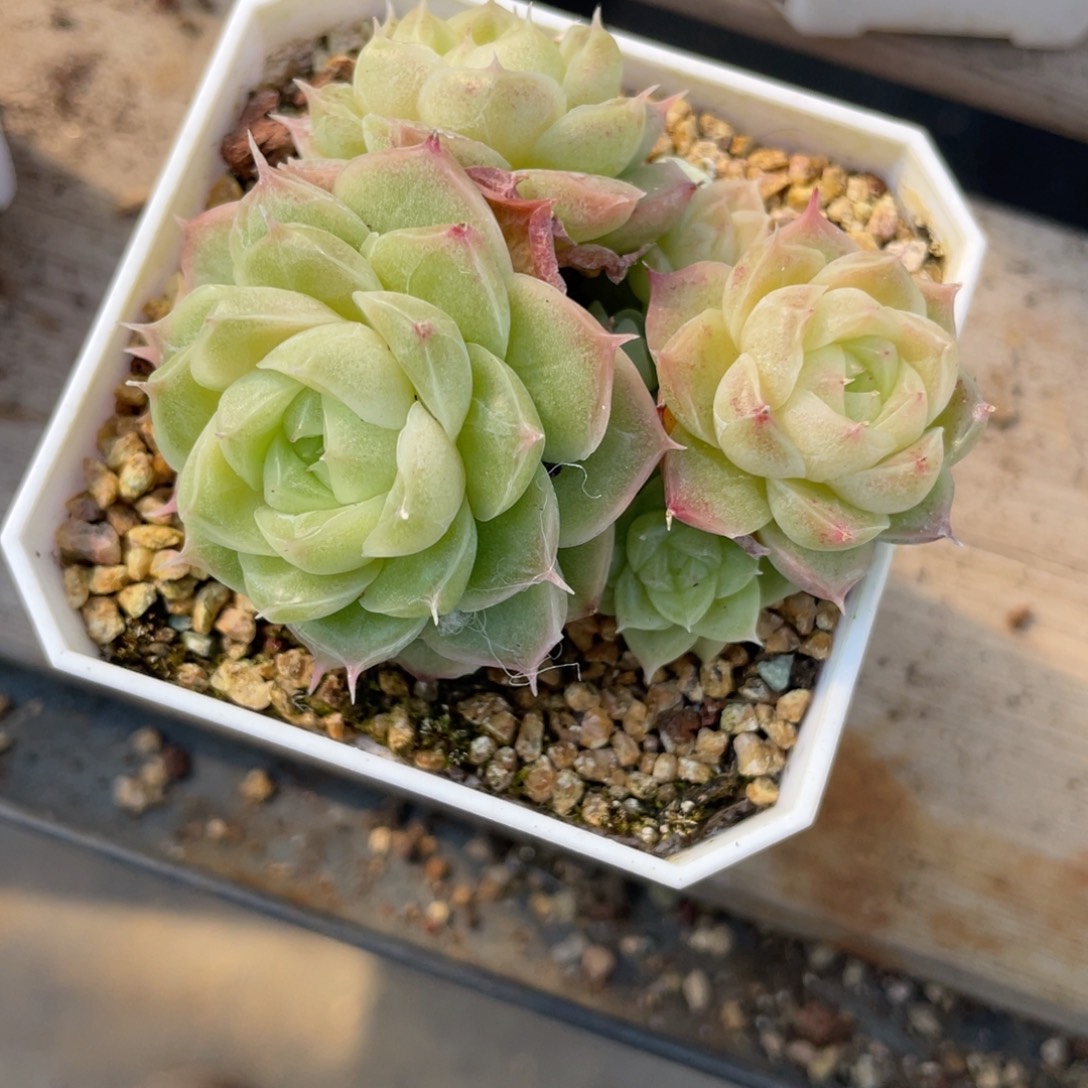 呆***兽S1926专拍麦秆群不包整