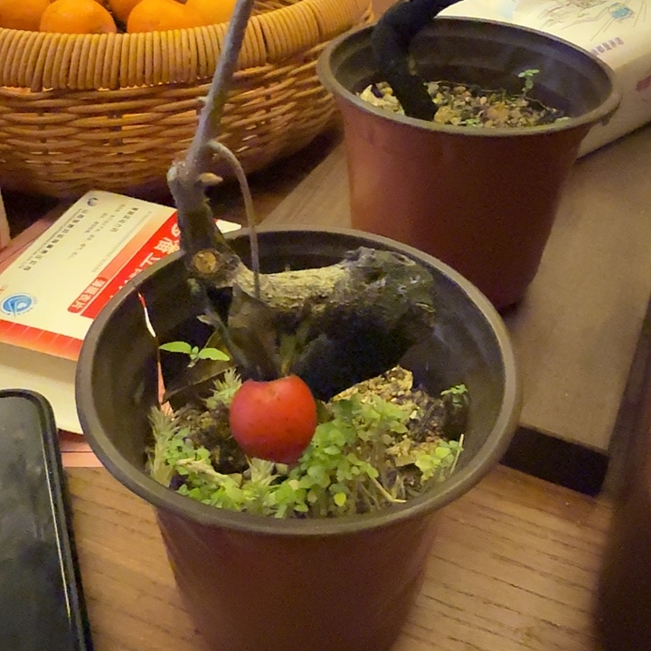 无花朵老鸦柿（三笑）