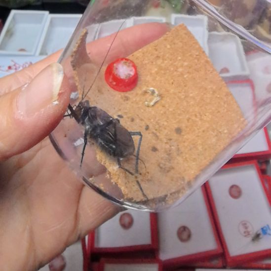 蟋蟀麒麟中短须一条