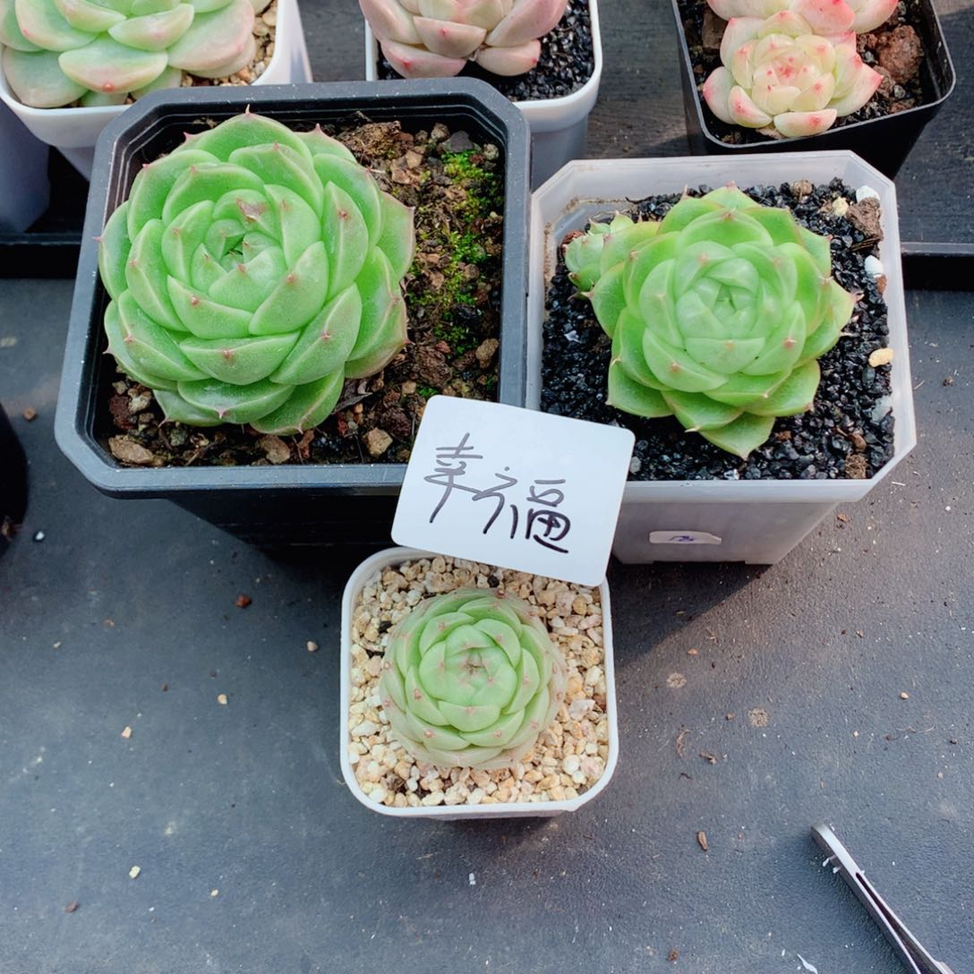 幸*麦秆58包邮  群生不包整幸福