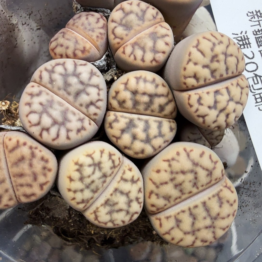 是因为他们没有勇气085哈哈