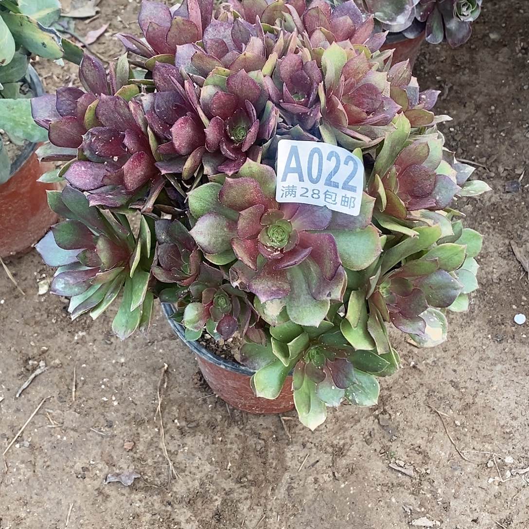 康***溎22 多肉植物不包断枝