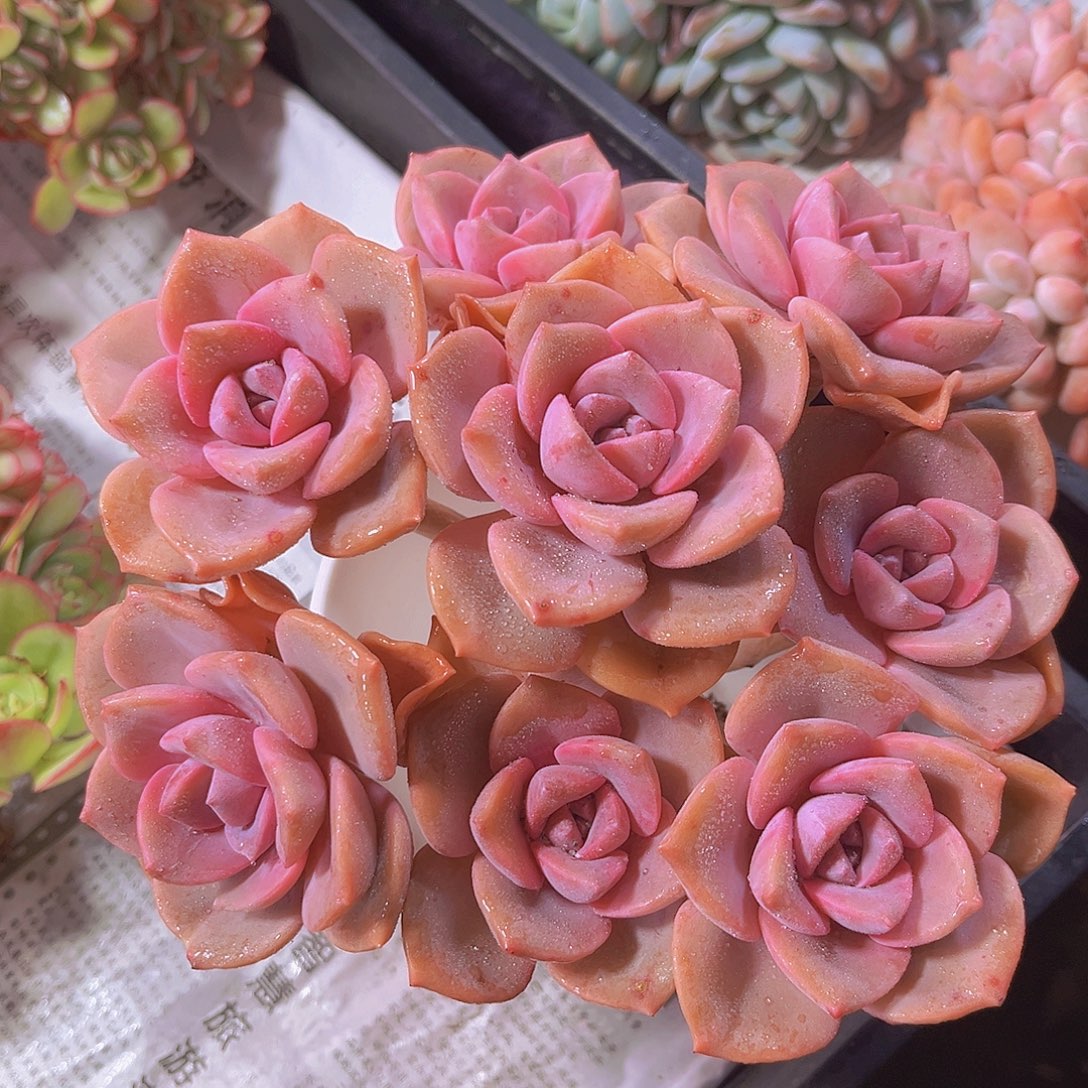 彩虹糖多肉植物多肉