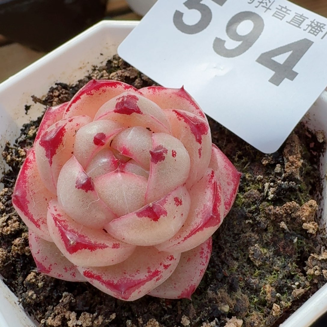 m100         精品多肉