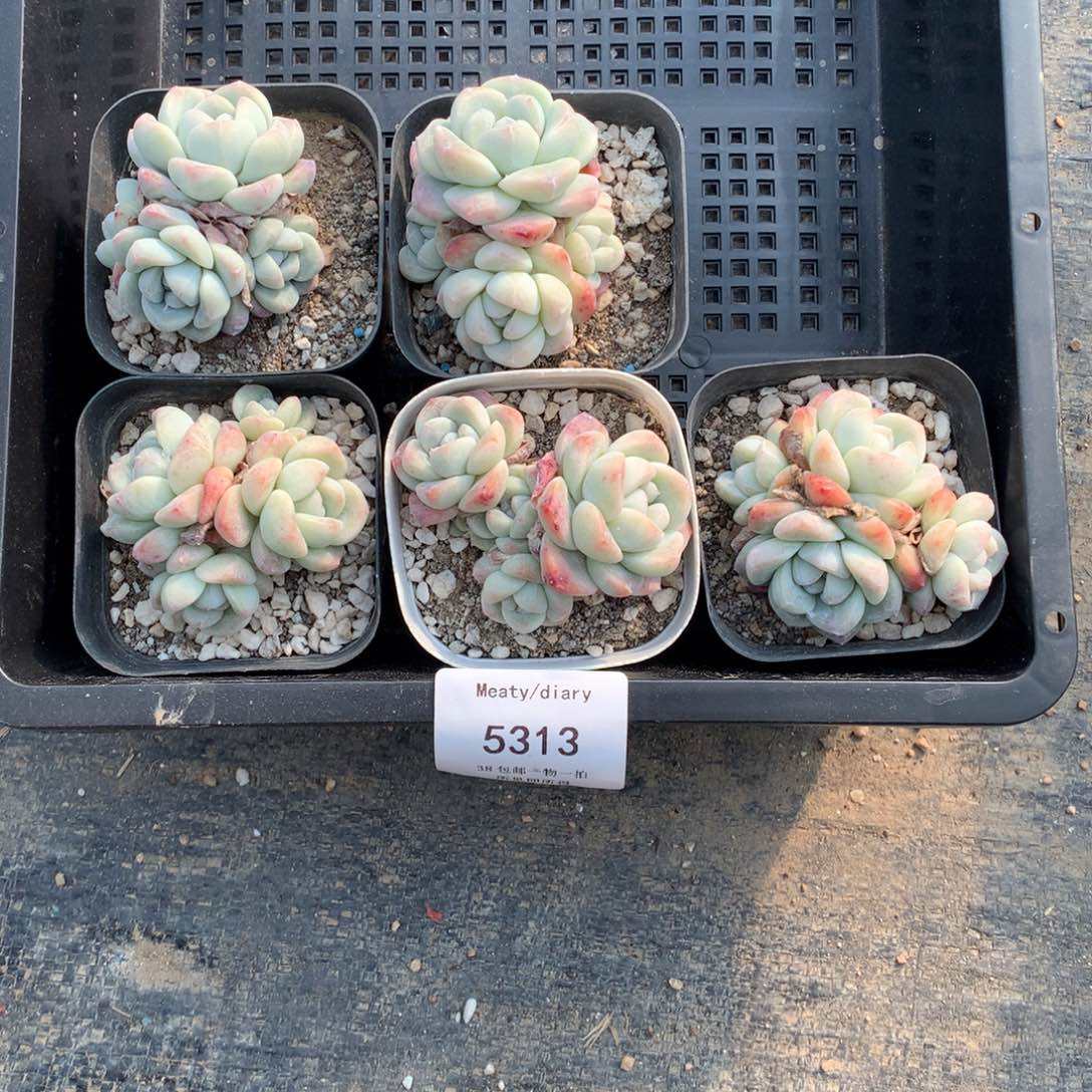 特5313冰玉4头6厘米左右5颗一组脱土发