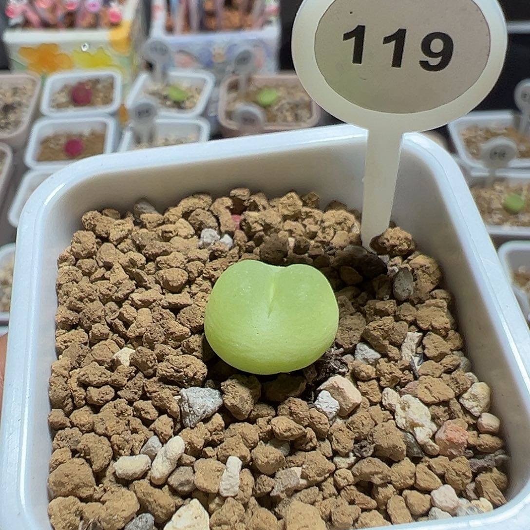 119号拉登尺寸1.3