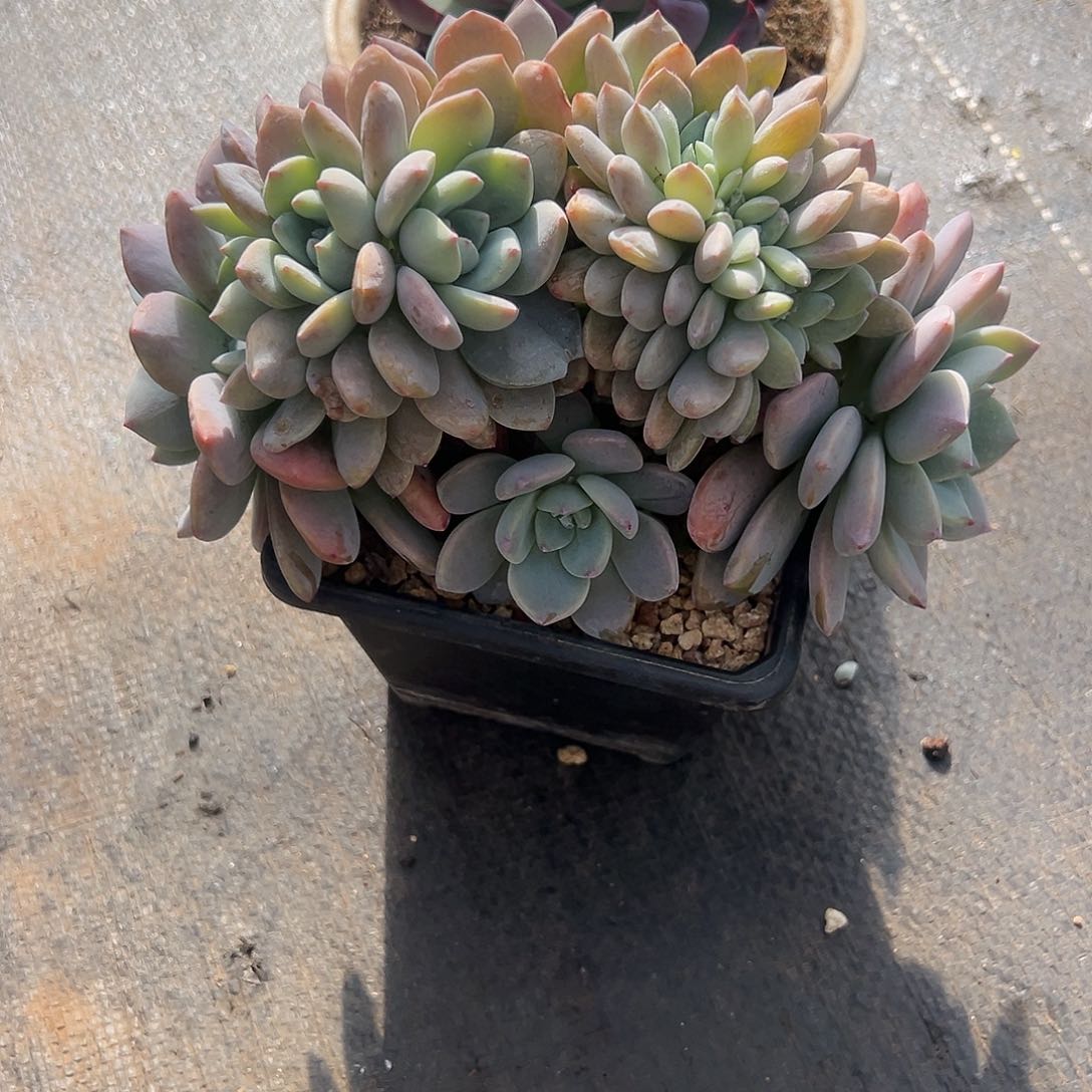 【闪购商品】柠*缀化小树
