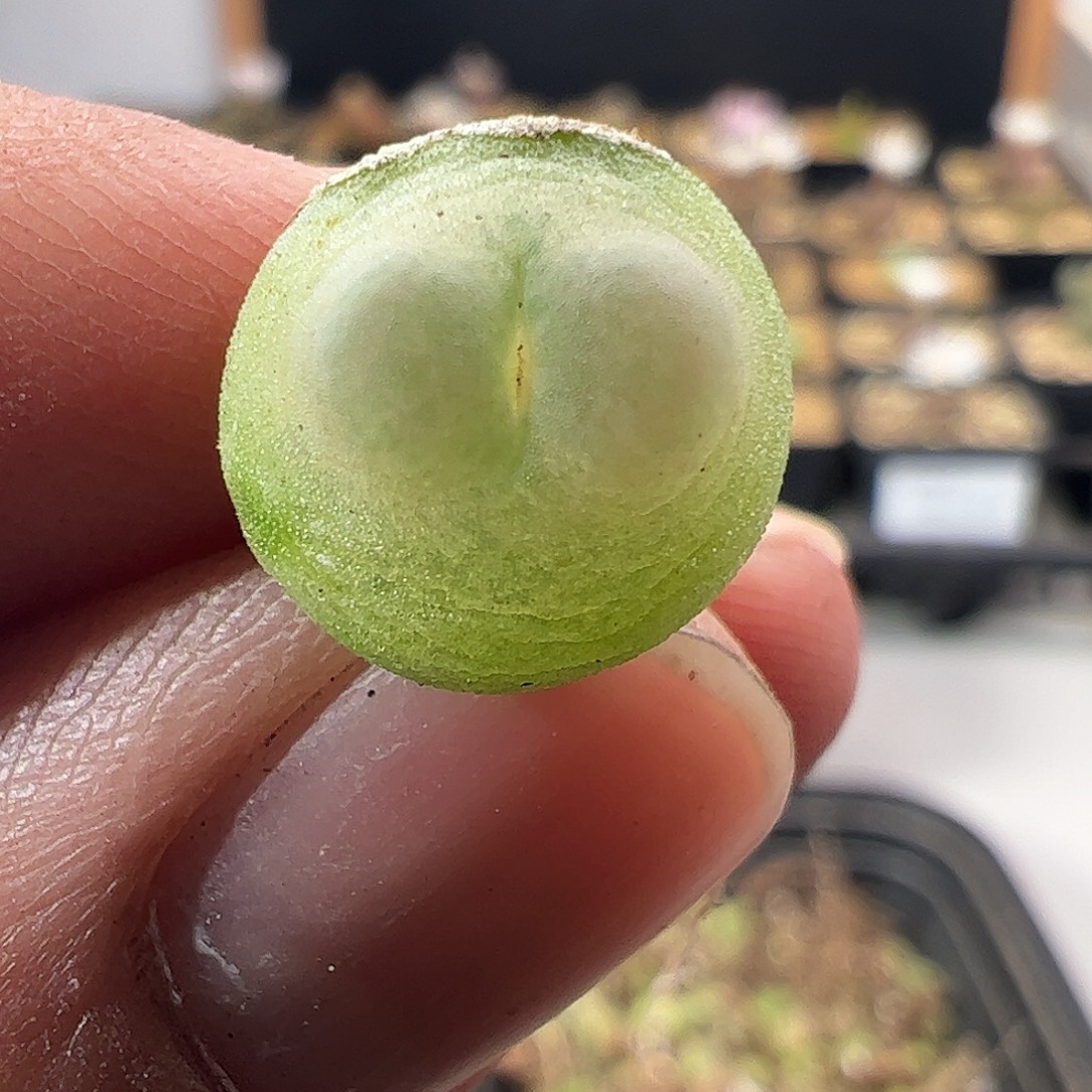 一物一拍。     780