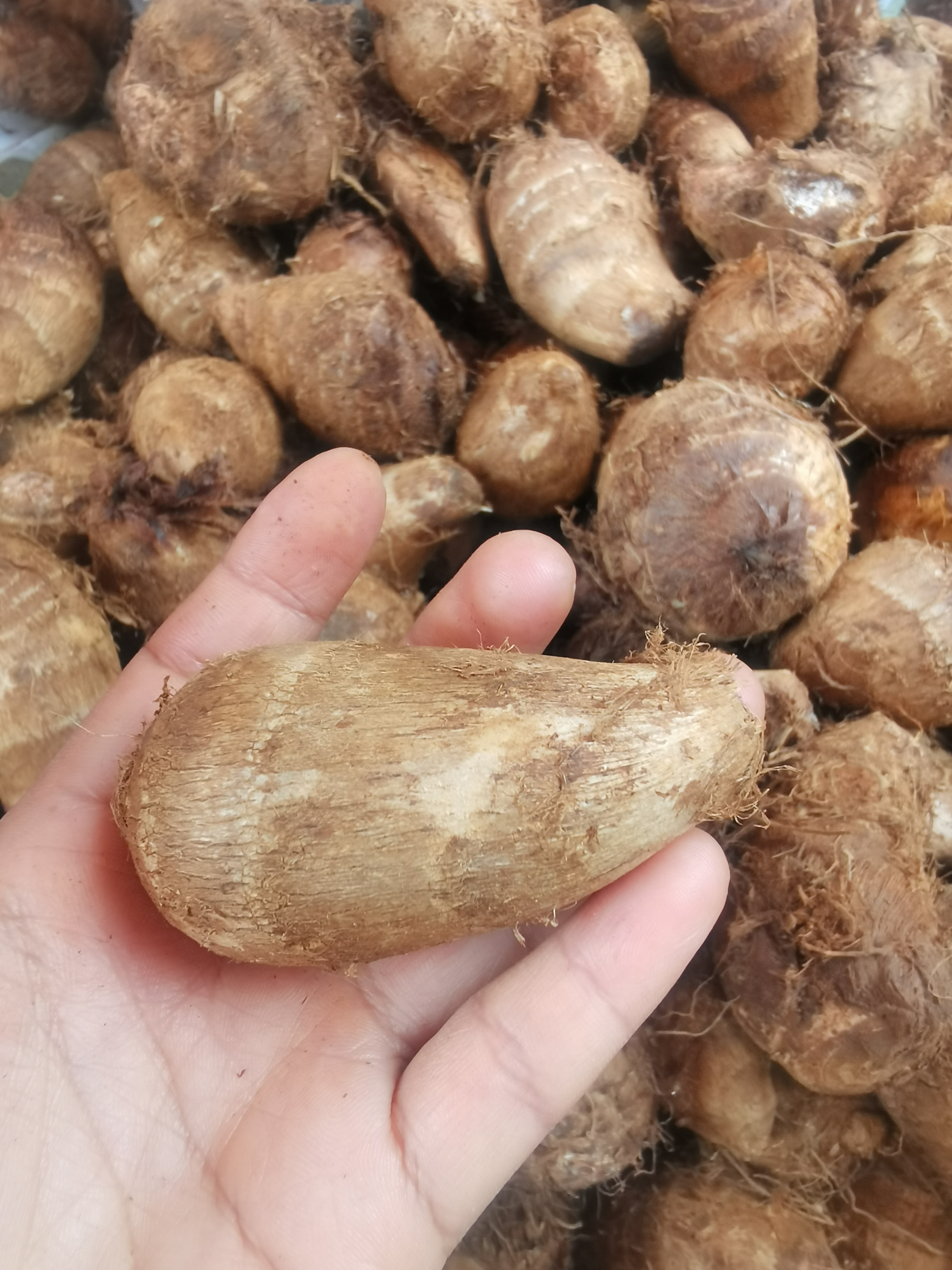 2025新鲜老品种小白芋头