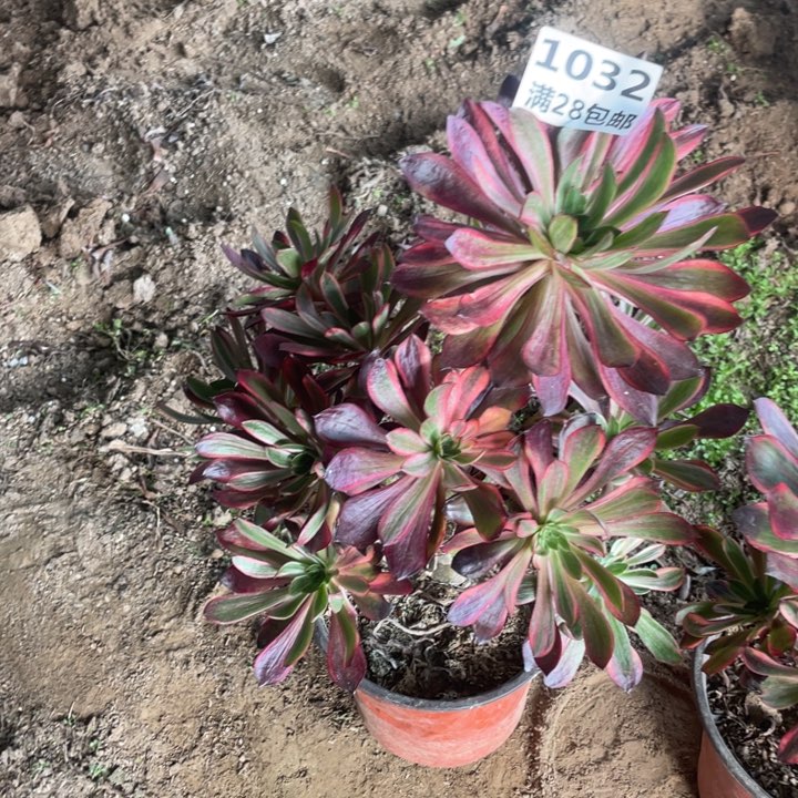 1032三号棚巫毒拉丝