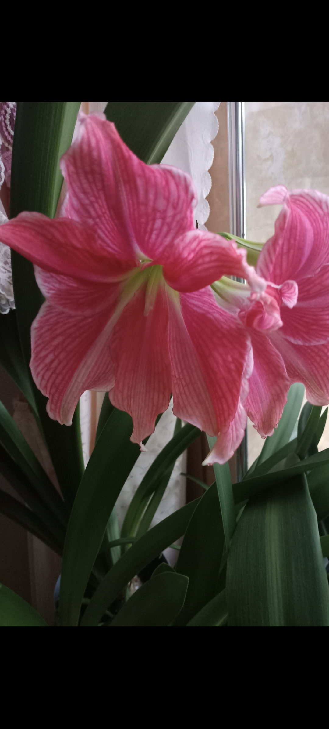 朱顶红白肋杂交粉色妖姬5厘米（能接种子）