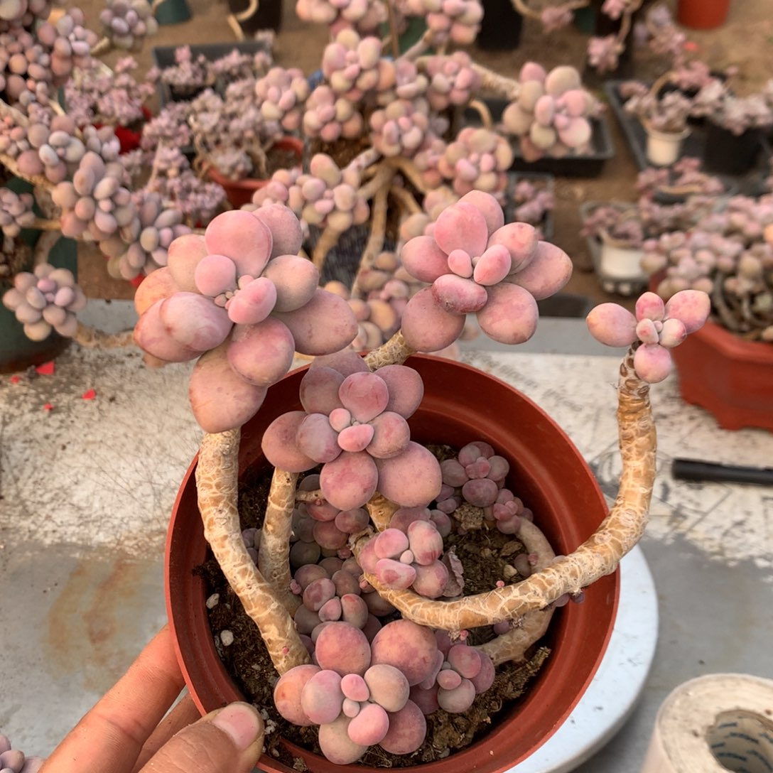 桃蛋老桩不带盆100号