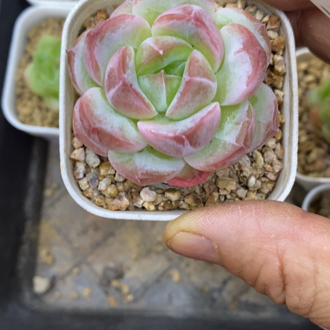 精品多肉一物一拍不包整187