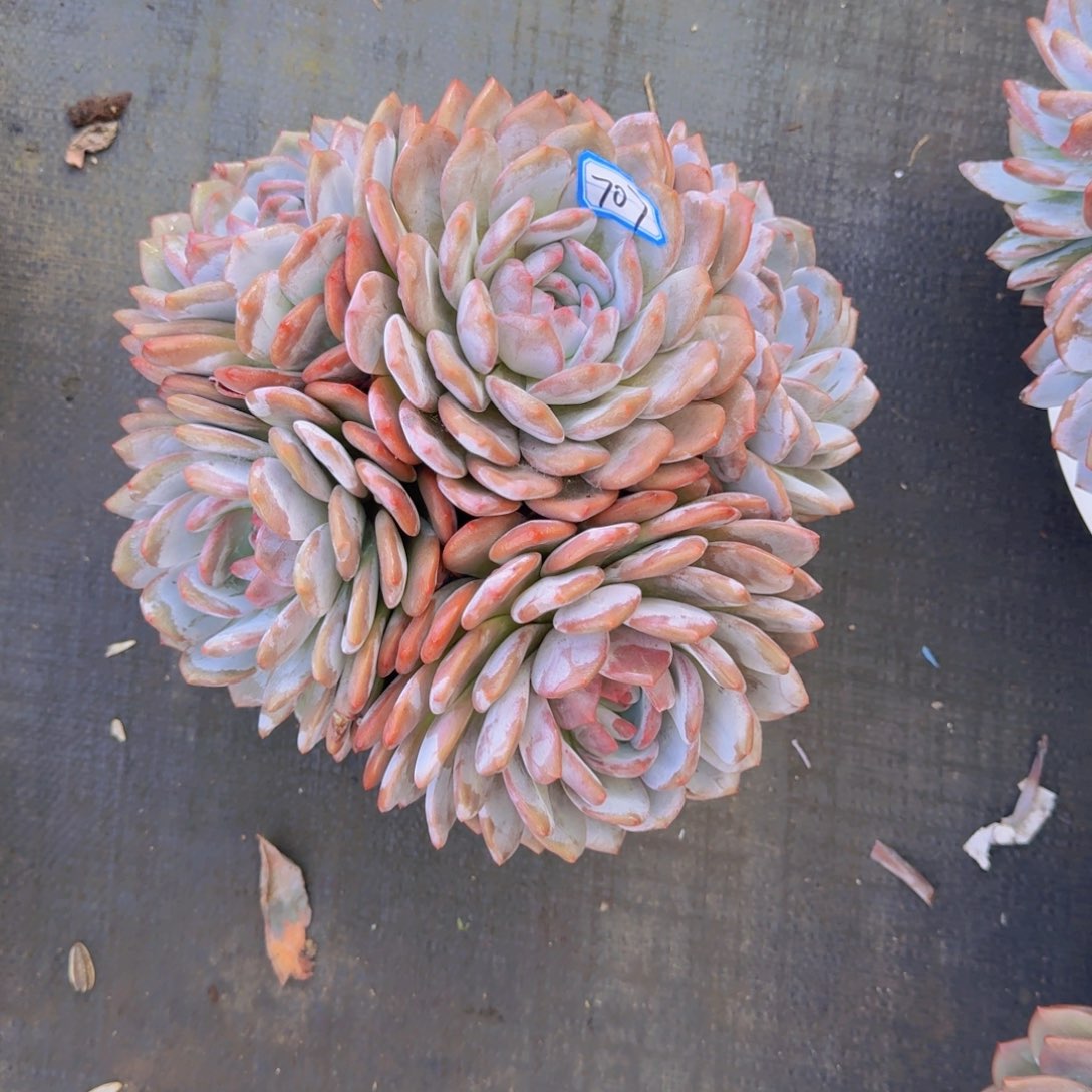 7-7陈梦露多肉植物