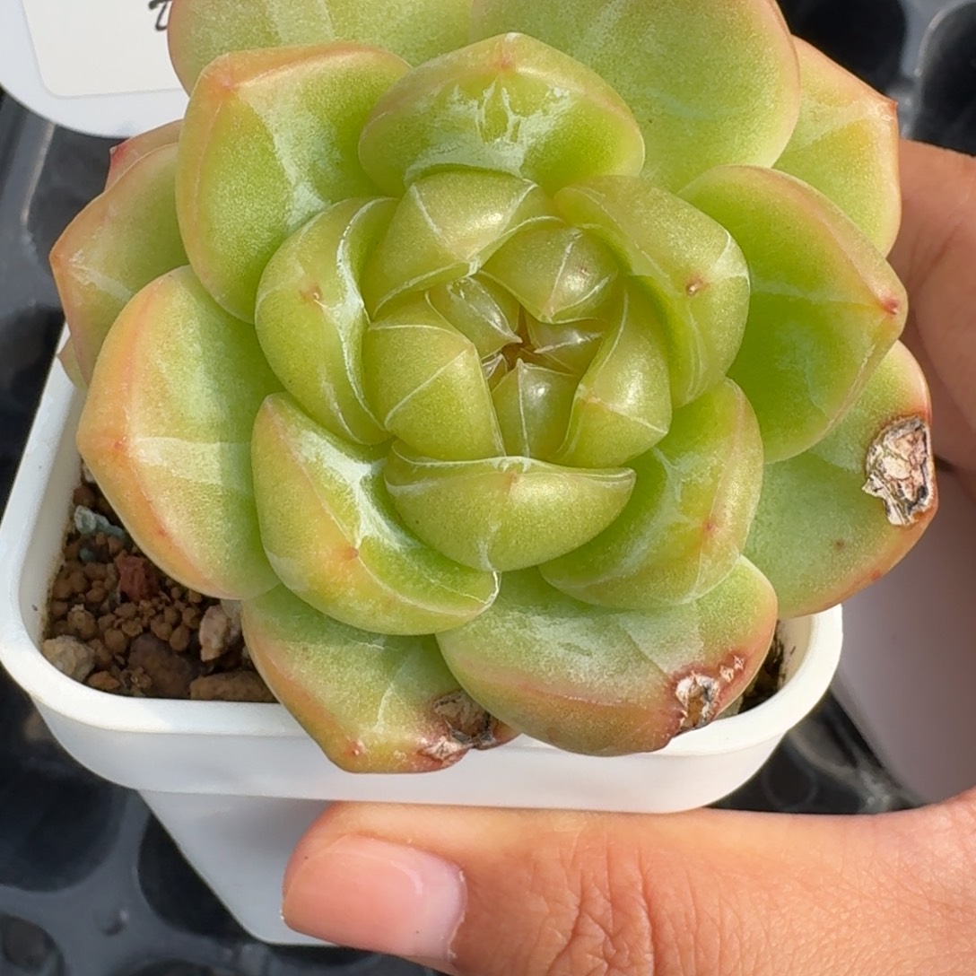 0906-071-珍妮三头