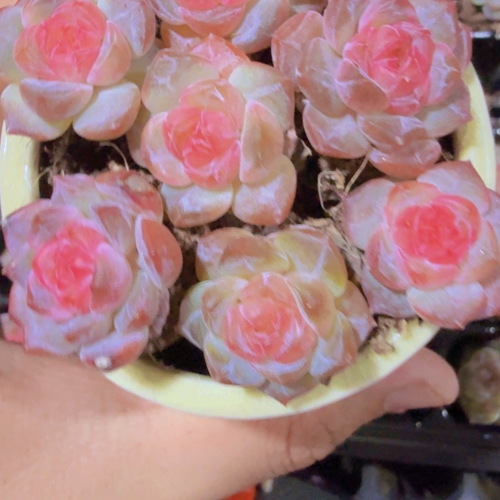 风花雪月优选体三颗一组