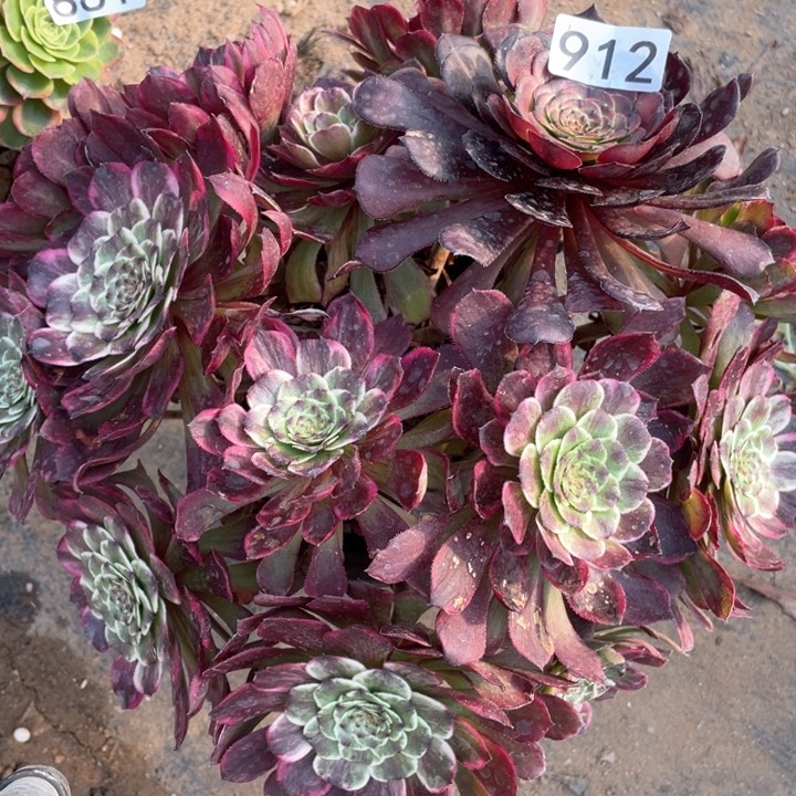 912多肉植物油彩画