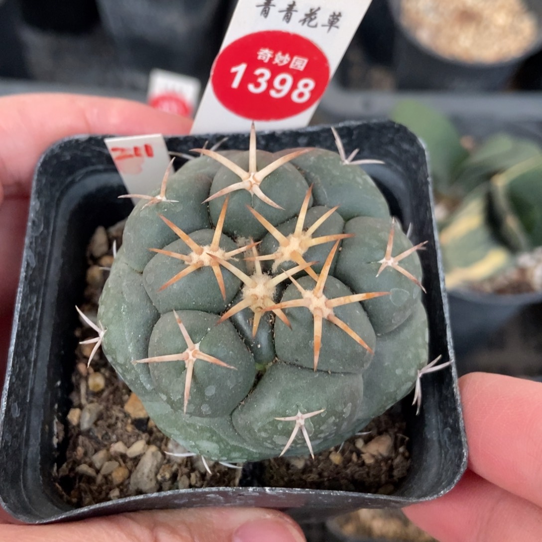 实生豪刺安宅象牙5.2cm