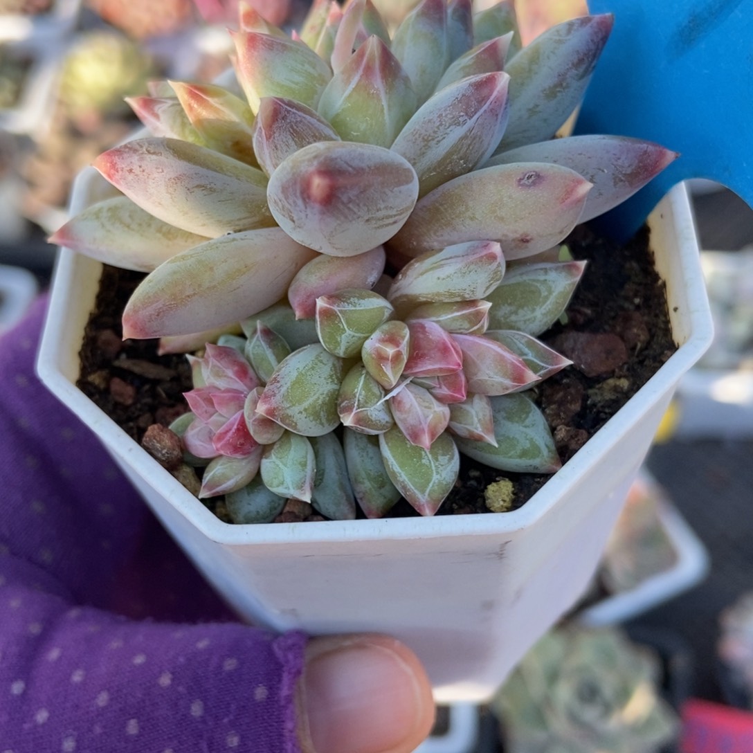 901伊利莎白多肉植物