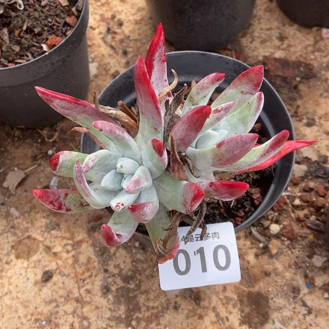 010初霜多肉植物