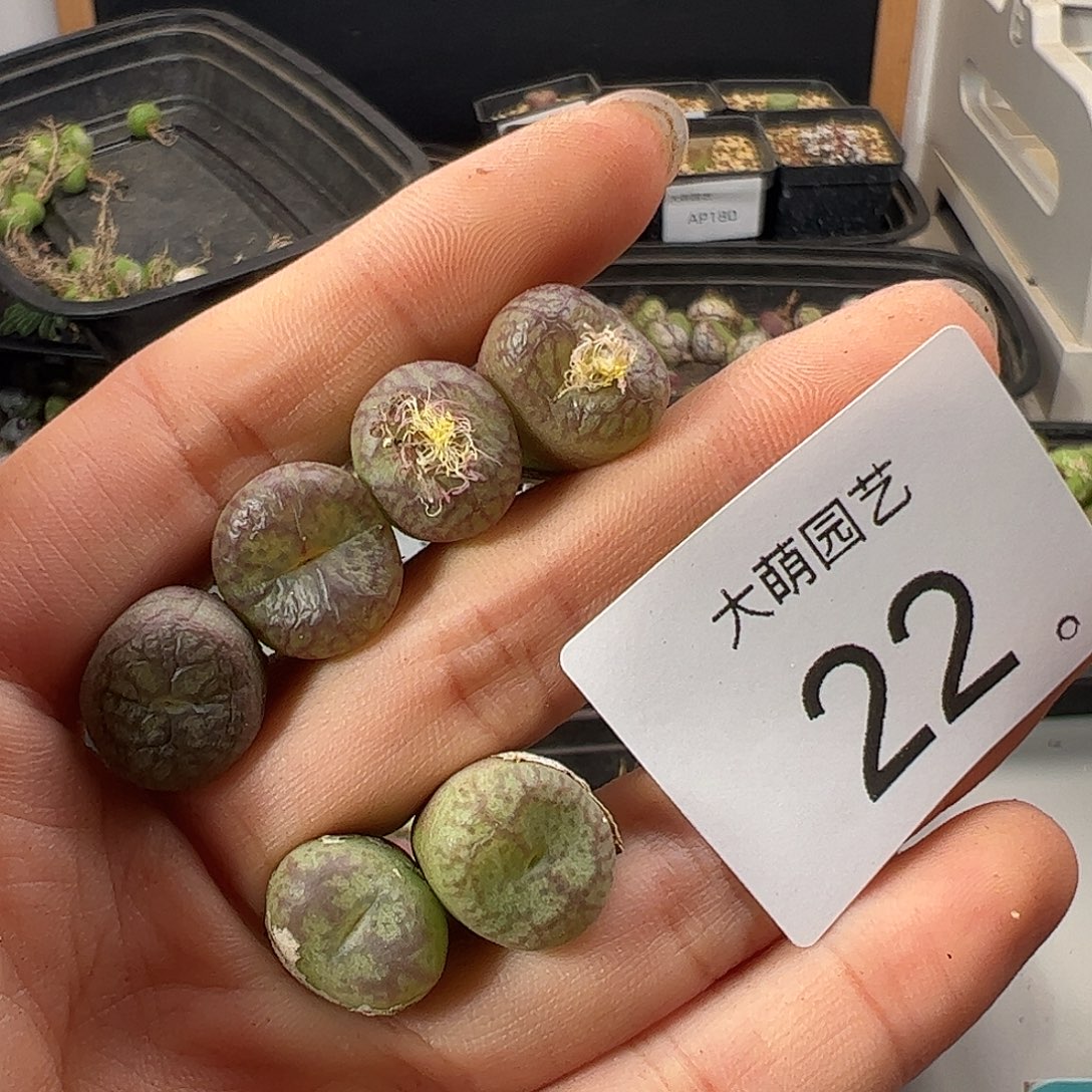 一物一拍             22