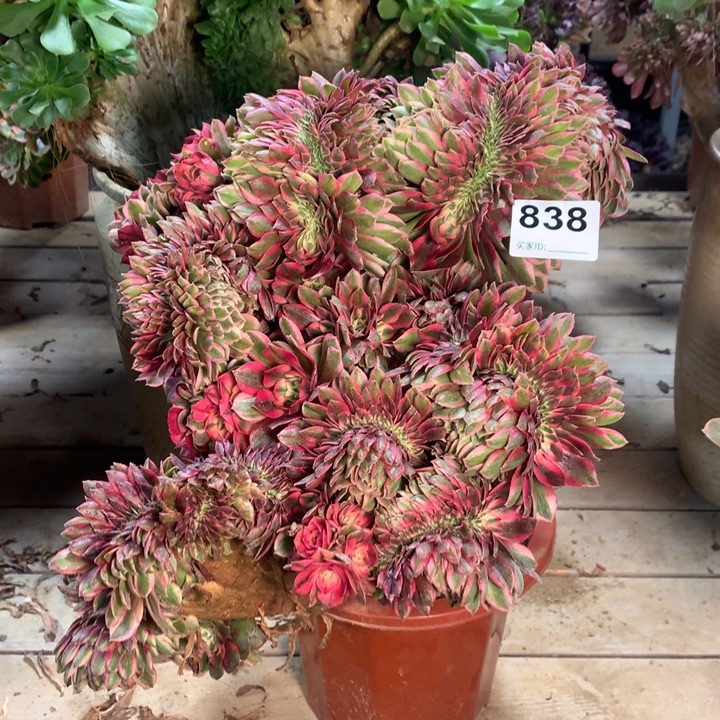 838 倾城缀多肉大师