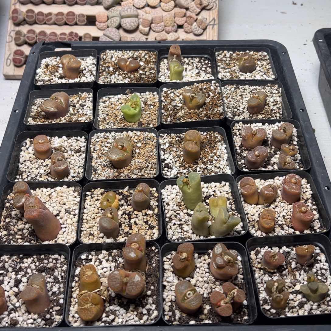 【闪购商品】老*058脱土