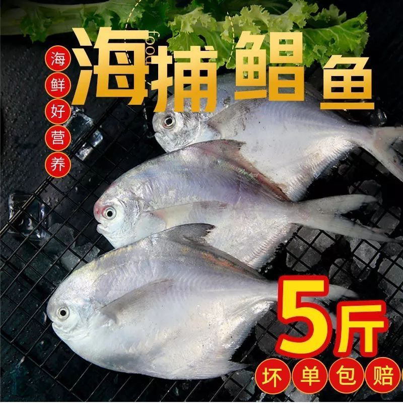 5斤净重野生银鲳鱼海鲜H一斤4条规格到手20条小船货顺丰次日达