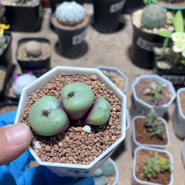 861大饼植物一盆