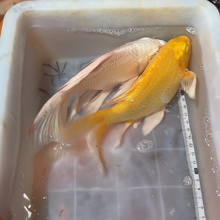 蝴蝶鲤鱼渔场直发129