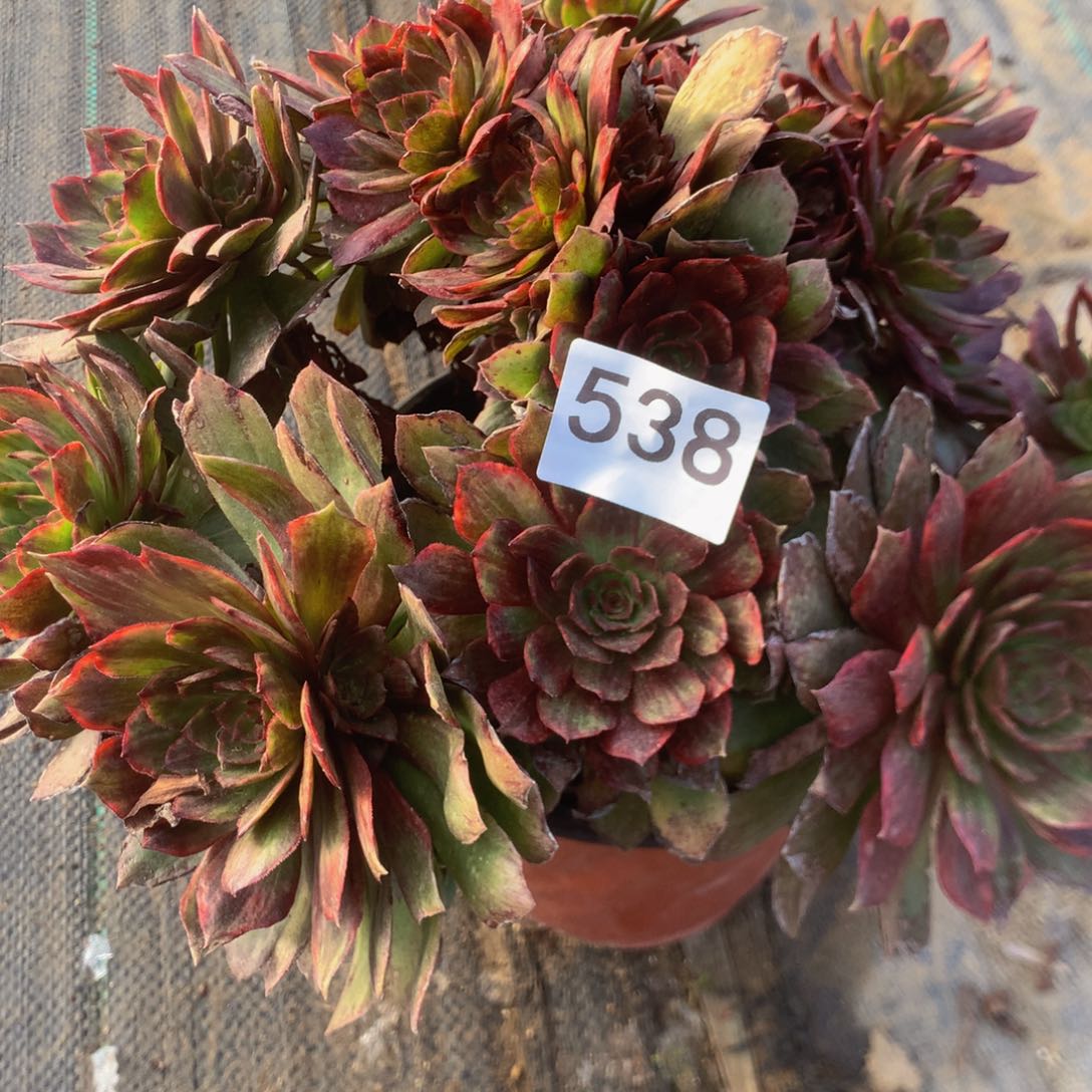 538 红丝绒多肉植物