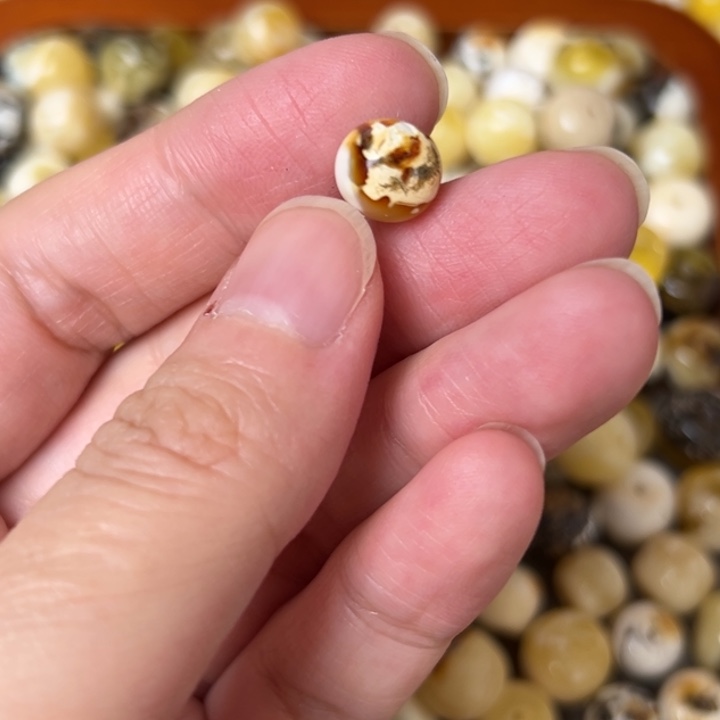 蜜蜡未镶嵌裸石8.8mm一个