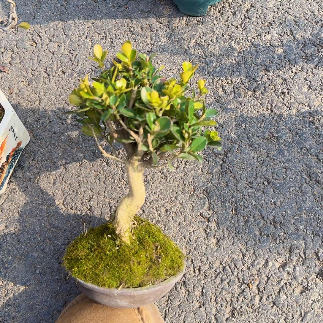 完全开放盆景绿植盆景
